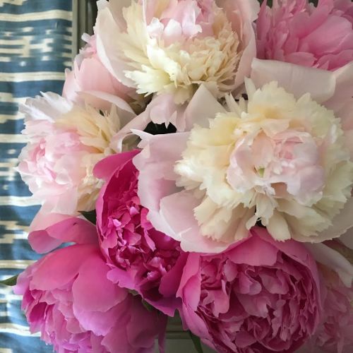 Shannon Ahern Design