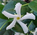 STAR JASMINE