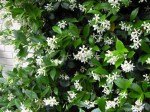 700_star-jasmine-vine-1-584×438