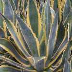 Agave_americana_marginata