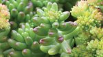 sedum-x-rubrotinctum