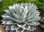 agawa-whale-s-tongue-agave-ovatifolia